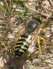 79296 – Photo : Amaury de la Pinsonnais – France (44)