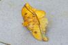 79119 – Photo : Laure Marquet – Gabon
