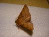 79371 – Photo : Dominique THAUVIN – France (45)