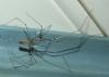 Pholcus phalangioides