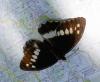 79851 – Photo : Patrick Decreus – France (04)