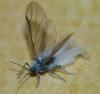 79605 – Photo : Jean-Jacques PORTENEUVE – France (43)