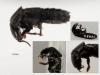 Ocypus sp.