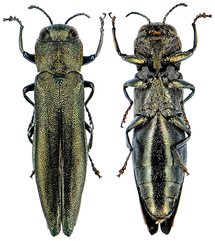 Fred Chevaillot - Agrilus (Agrilus) viridis - réf. 79110 (714 x 800 pixels, 218 ko)