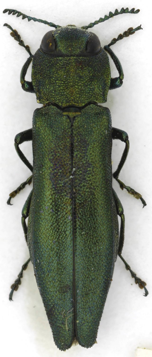 Sdlp - Agrilus (Agrilus) viridis - réf. 79227 (642 x 1500 pixels, 149 ko)