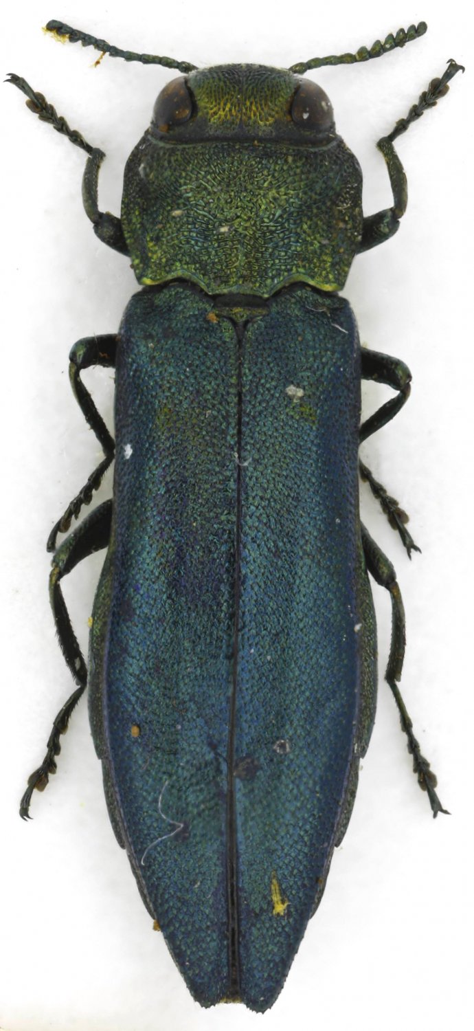 Sdlp - Agrilus (Agrilus) viridis - réf. 79228 (690 x 1500 pixels, 156 ko)