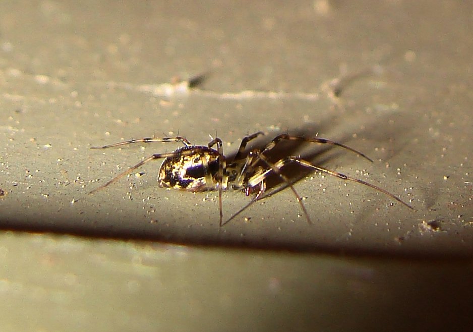 Jean-Claude Jamoulle - Drapetisca socialis - réf. 79032 (938 x 658 pixels, 89 ko)