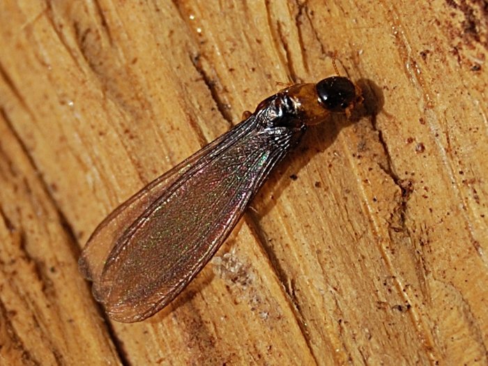 Canigou - Kalotermes flavicollis - réf. 79001 (700 x 525 pixels, 97 ko)