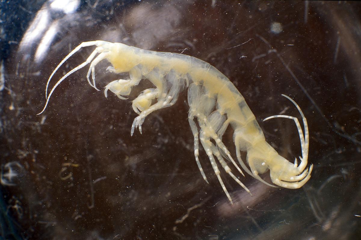 vanderbergh - Niphargus sp. - réf. 79782 (1200 x 800 pixels, 142 ko)