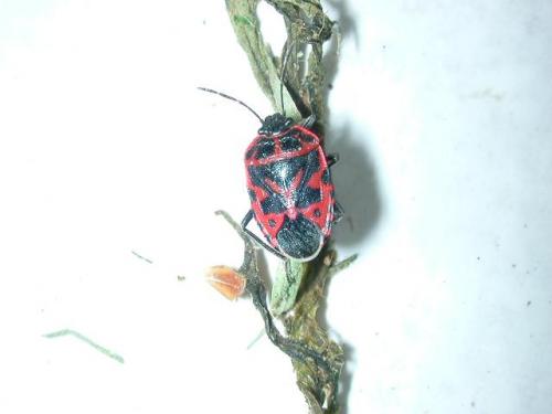 Eurydema ventralis