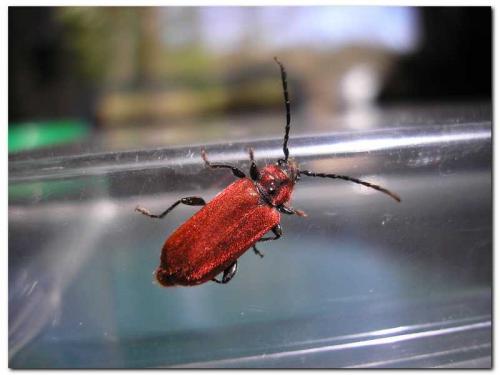 Pyrrhidium sanguineum