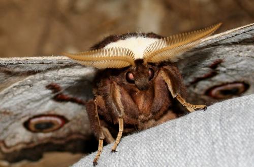 Saturnia pyri