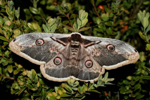 Saturnia pyri