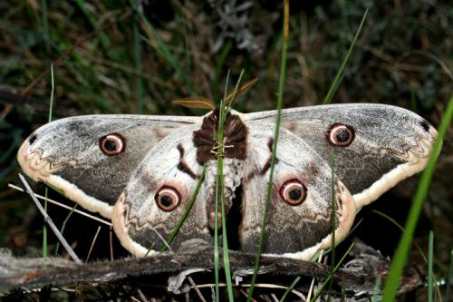 Saturnia pyri