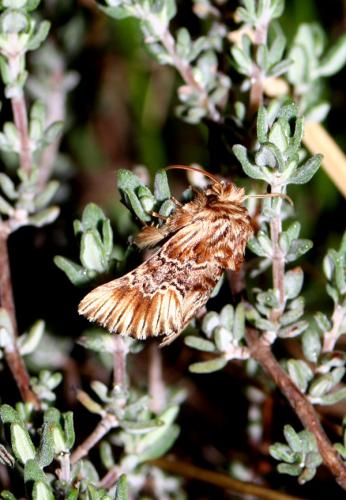 Amephana anarrhini