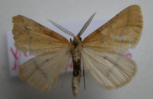 Aspitates ochrearia