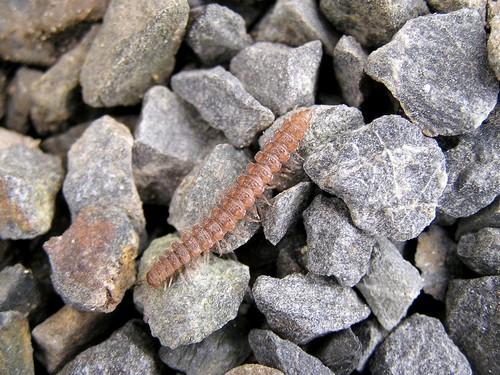 Réf. 8 010 : Polydesmus angustus