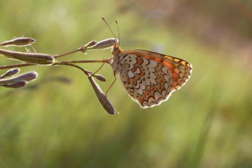 Melitaea phoebe