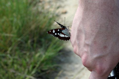 Limenitis reducta
