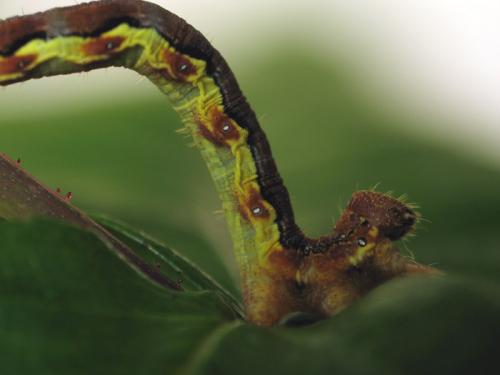 Erannis defoliaria