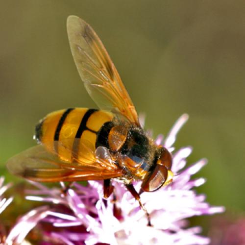 Réf. 8 597 : Volucella inanis