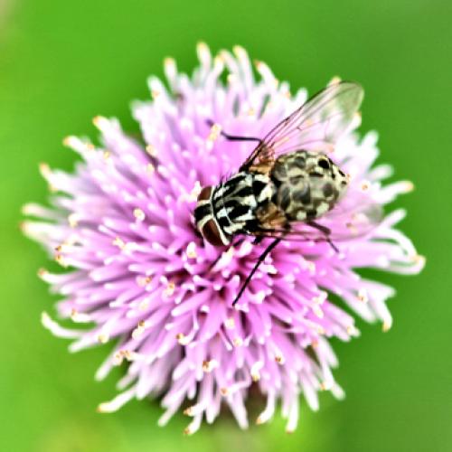 Graphomya maculata