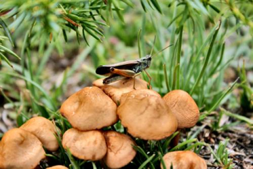 Réf. 8 668 : Stauroderus scalaris scalaris