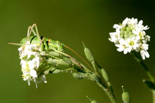 Ephippiger sp.
