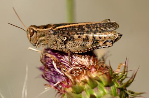 Réf. 8 669 : Calliptamus sp.
