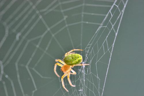 Araniella sp.