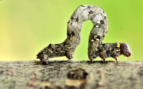 Lycia pomonaria