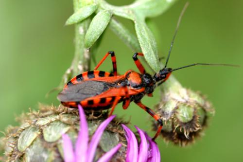 Rhynocoris sp.