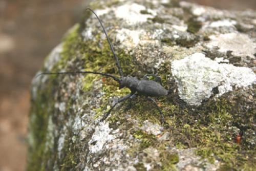 Morimus asper