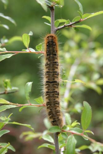 Lasiocampa quercus