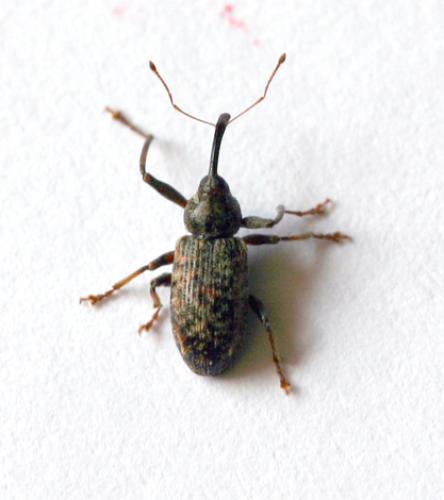 Réf. 8 716 : Dorytomus longimanus