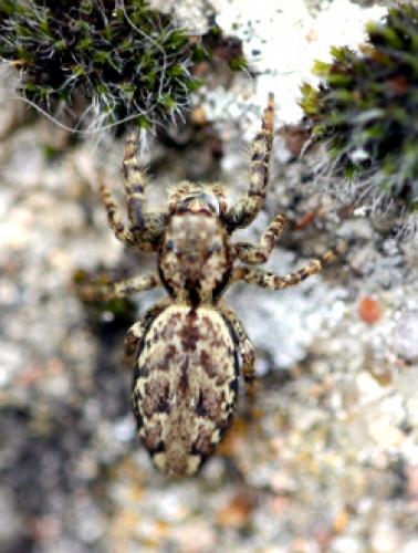 Marpissa sp.
