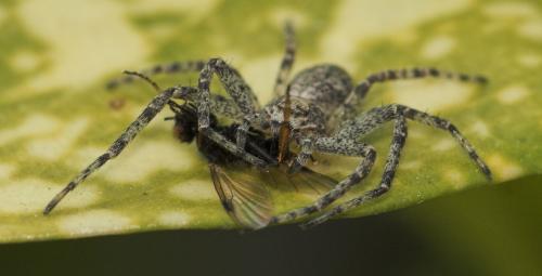 Philodromus sp.