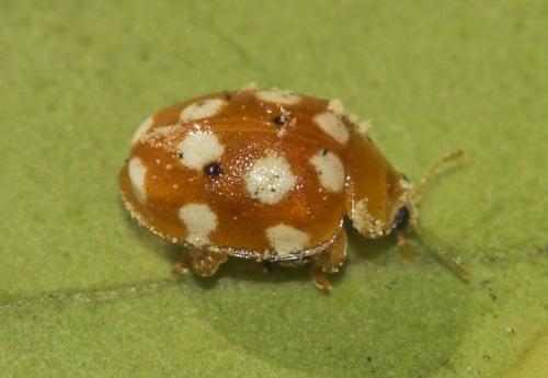 Vibidia duodecimguttata