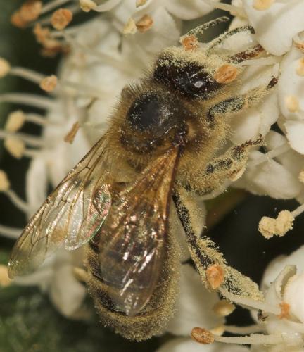 Apis mellifera