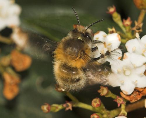 Anthophora plumipes
