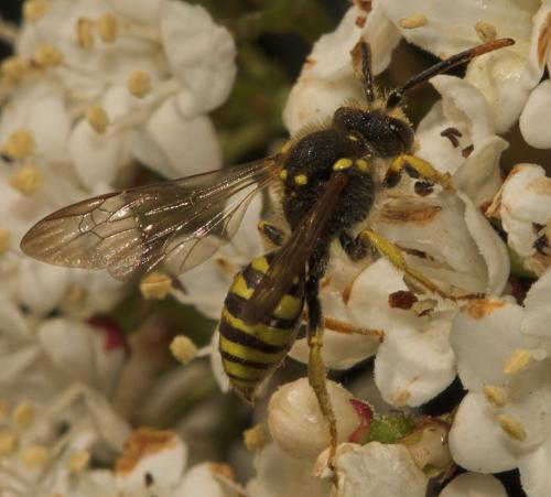 Nomada sp.