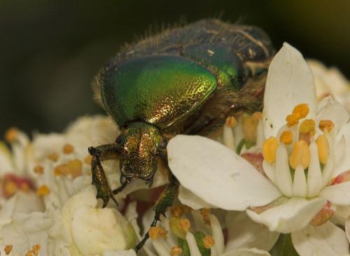 Réf. 8 052 : Cetonia aurata aurata