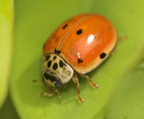 Réf. 8 373 : Adalia decempunctata