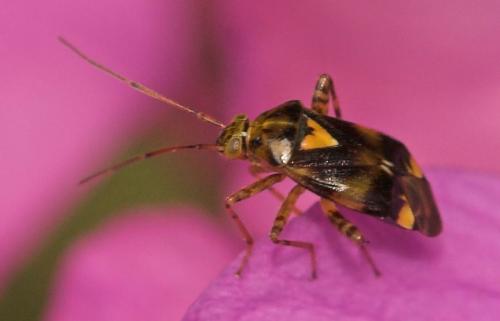 Liocoris tripustulatus