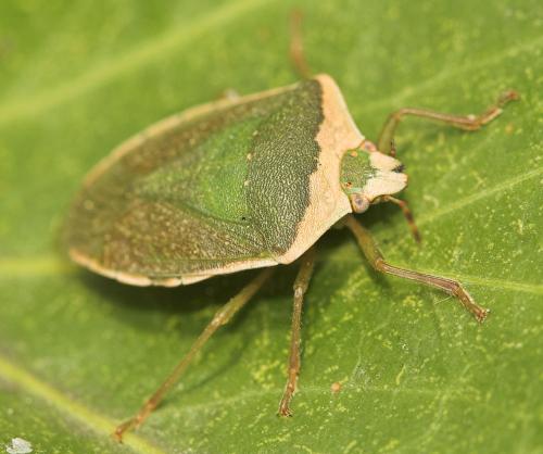 Réf. 8 407 : Nezara viridula