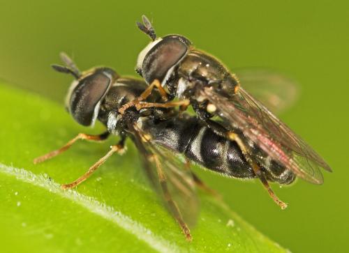 Réf. 8 433 : Paragus sp.