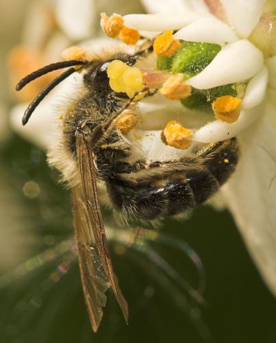 Andrena sp.