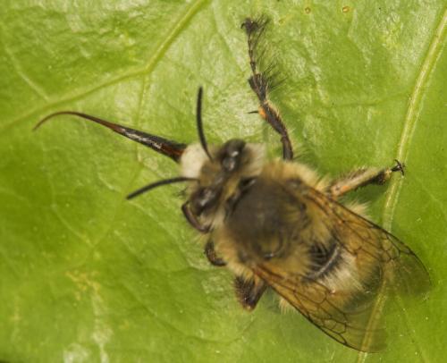 Réf. 8 840 : Anthophora plumipes