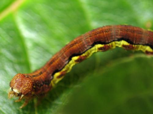 Erannis defoliaria