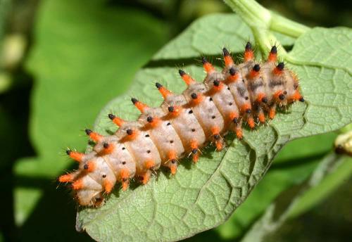 Zerynthia polyxena